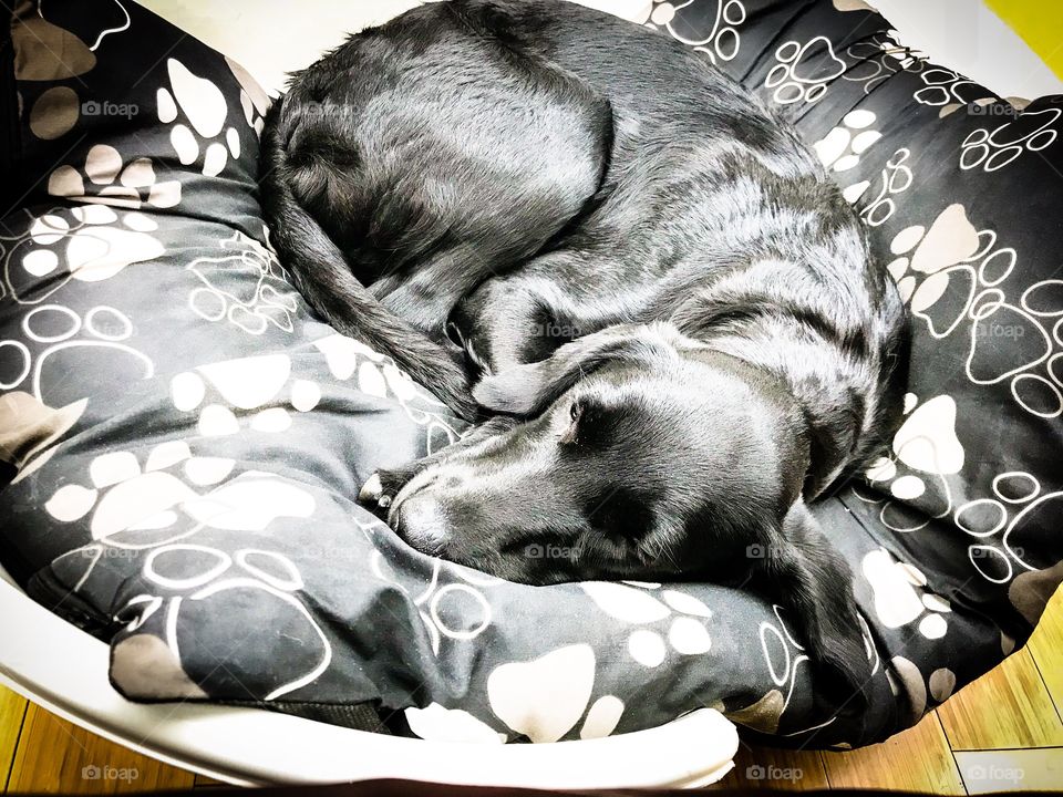 Sleeping Labrador retriever sleeping