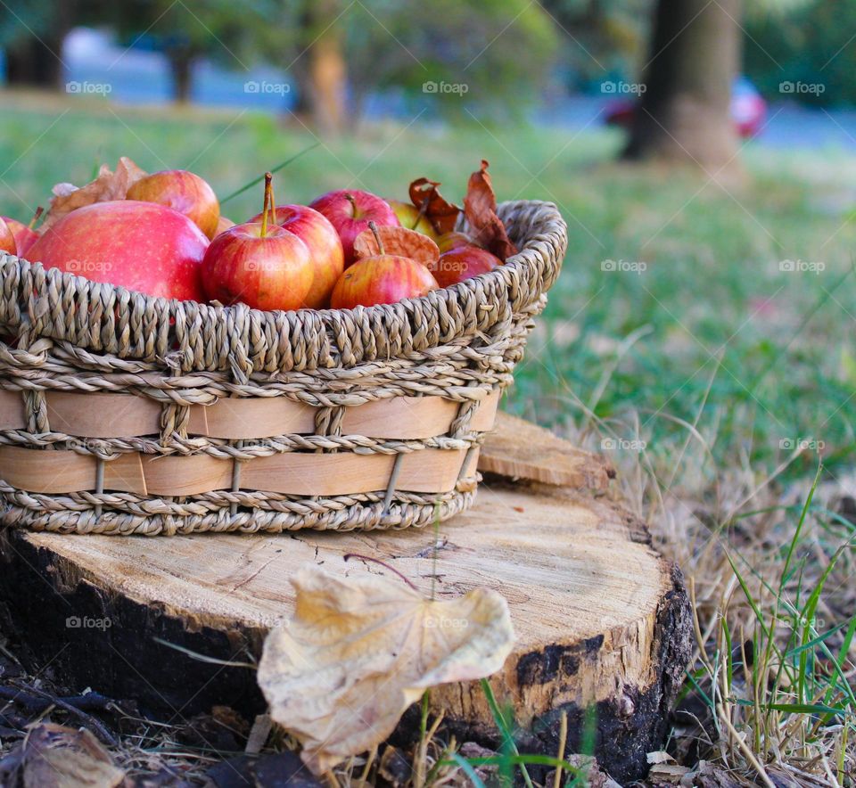 Wicker basket with organic red apples on a stump in the garden.  Autumn landscape