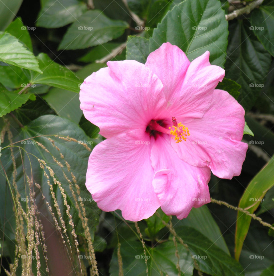 Pink Hibiscus 