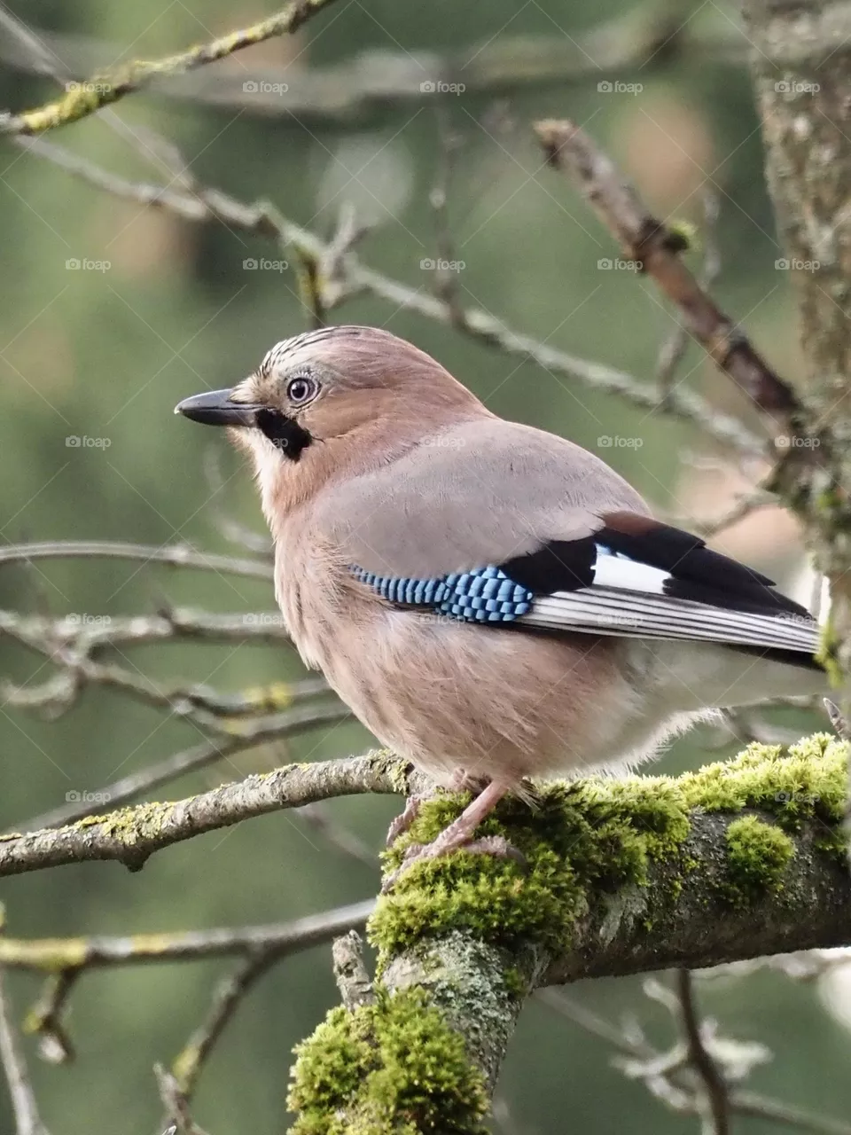 🐦