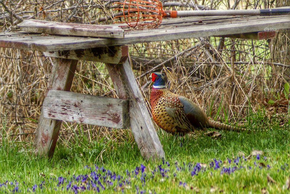 Close-up of  pheasant on grass