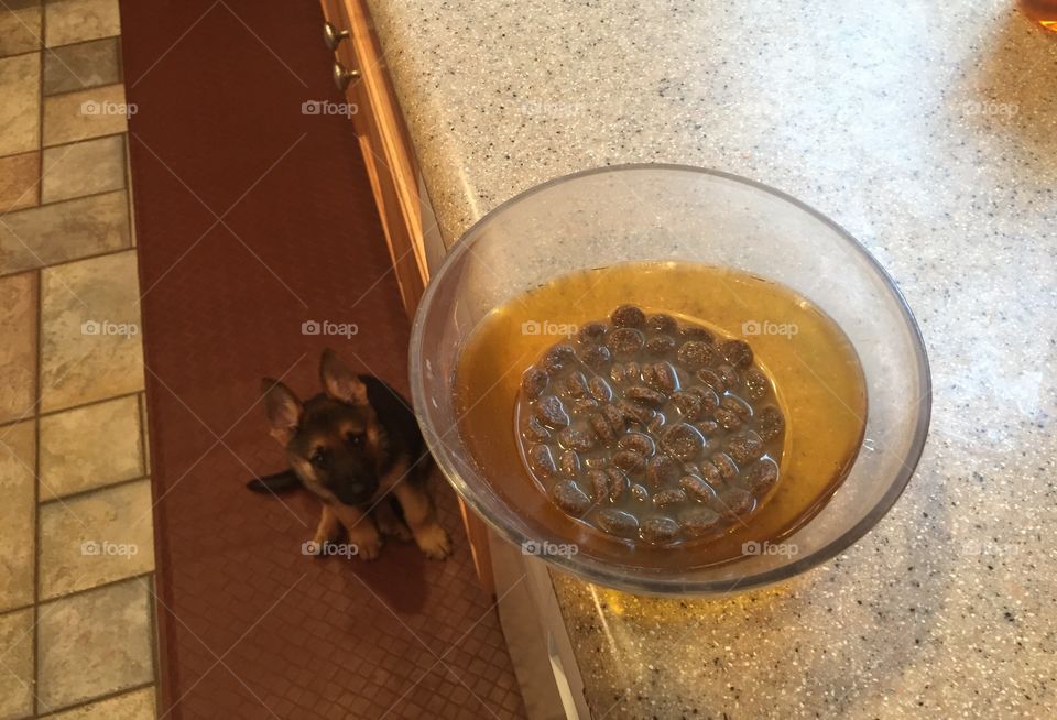 Anticipation. My foster puppy waiting for his food