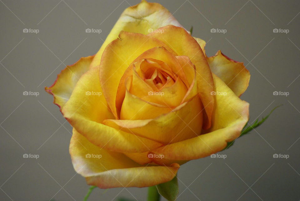 garden flora flower home by lgt41