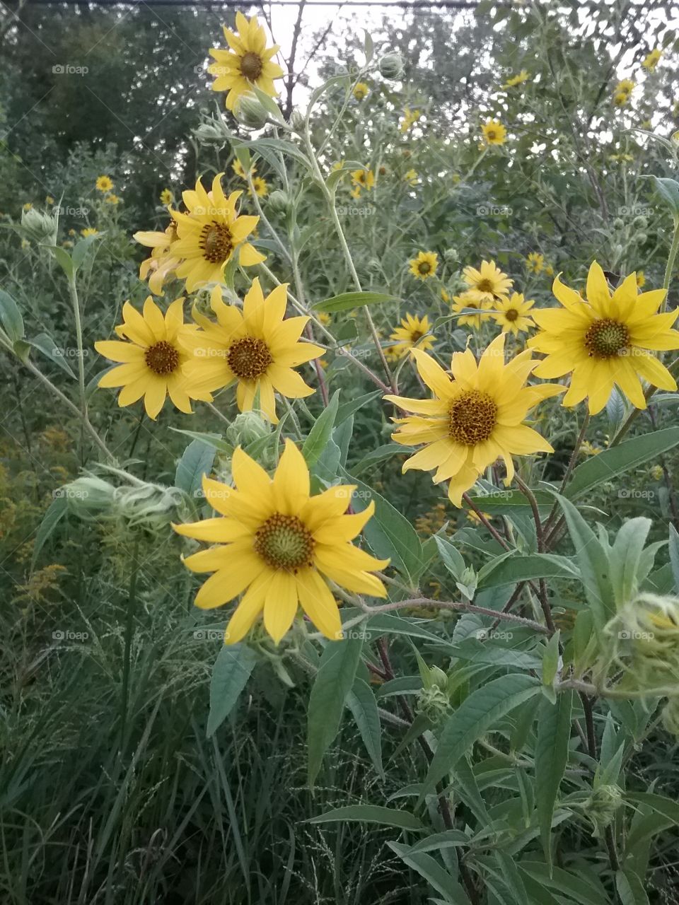 Baby Sunflowers