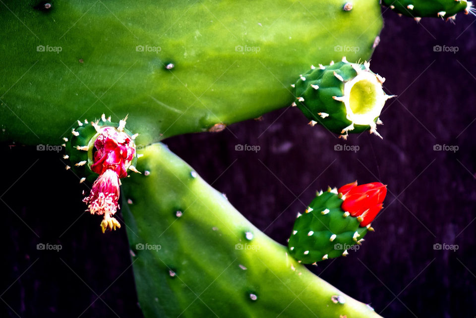 Cactus flower