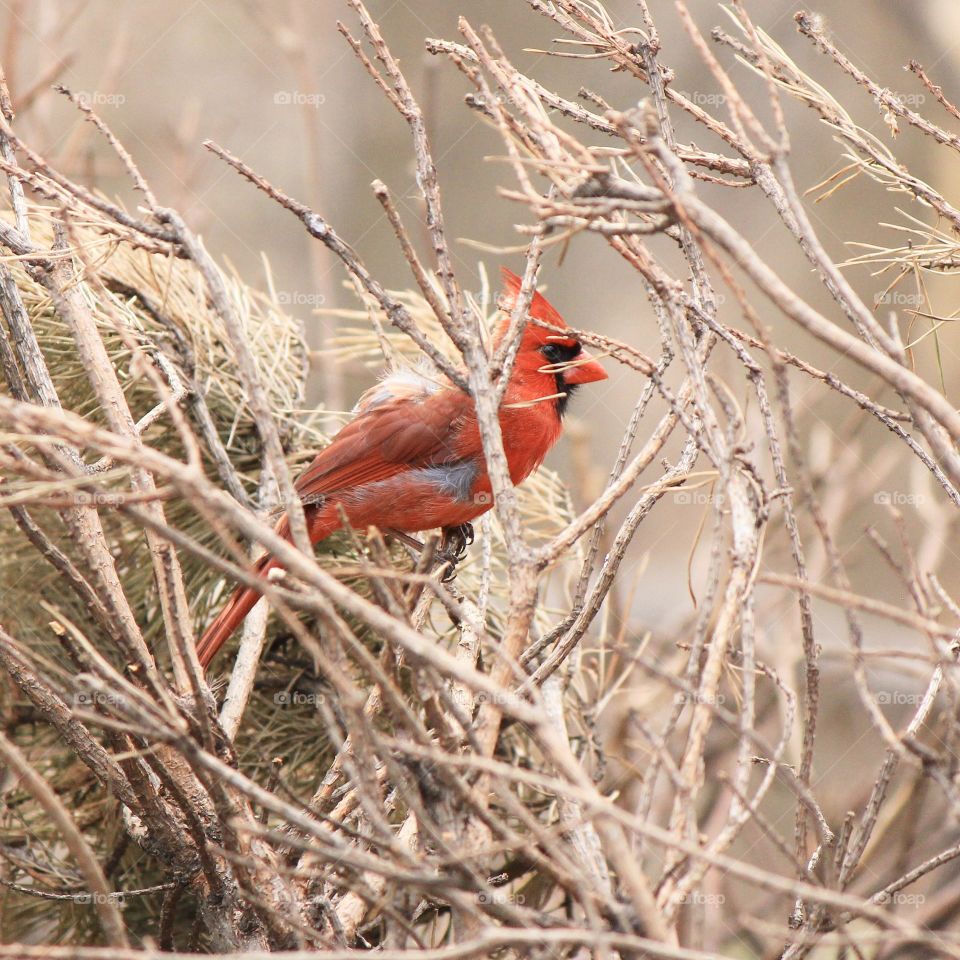 In the brush 