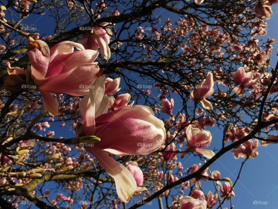 Magnolia blossom in spring