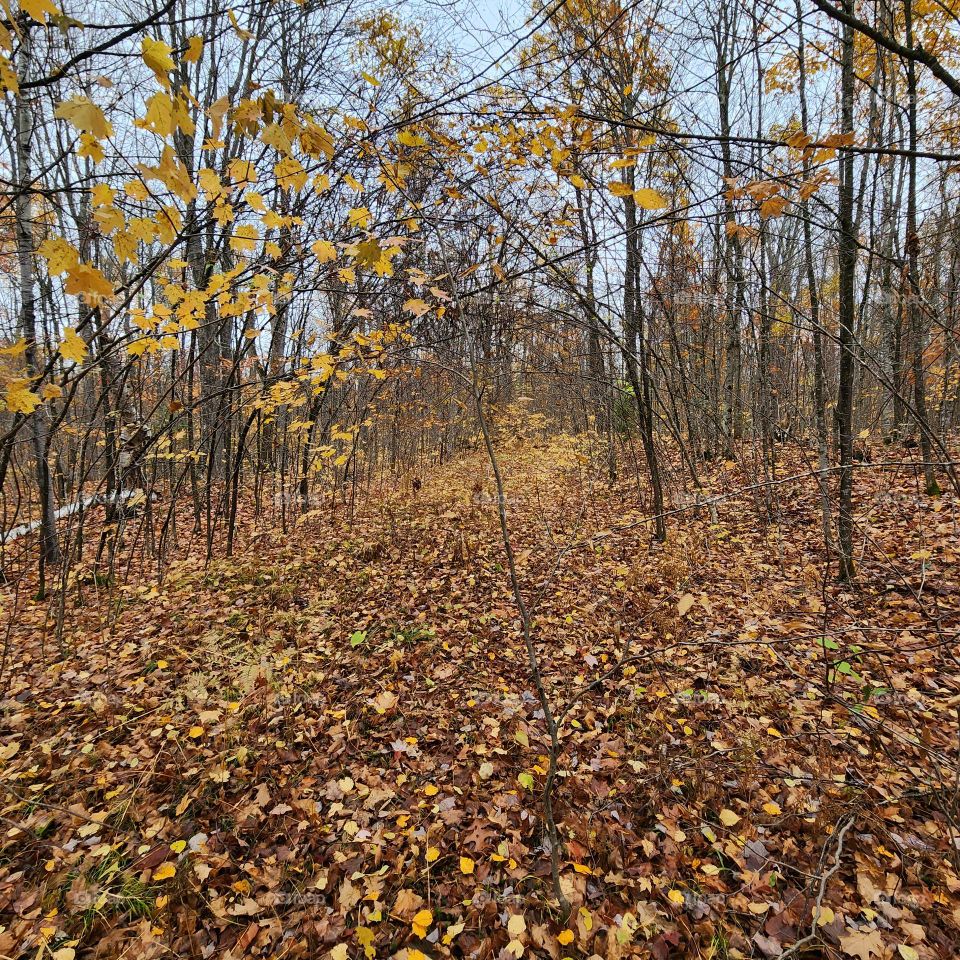 nature trail