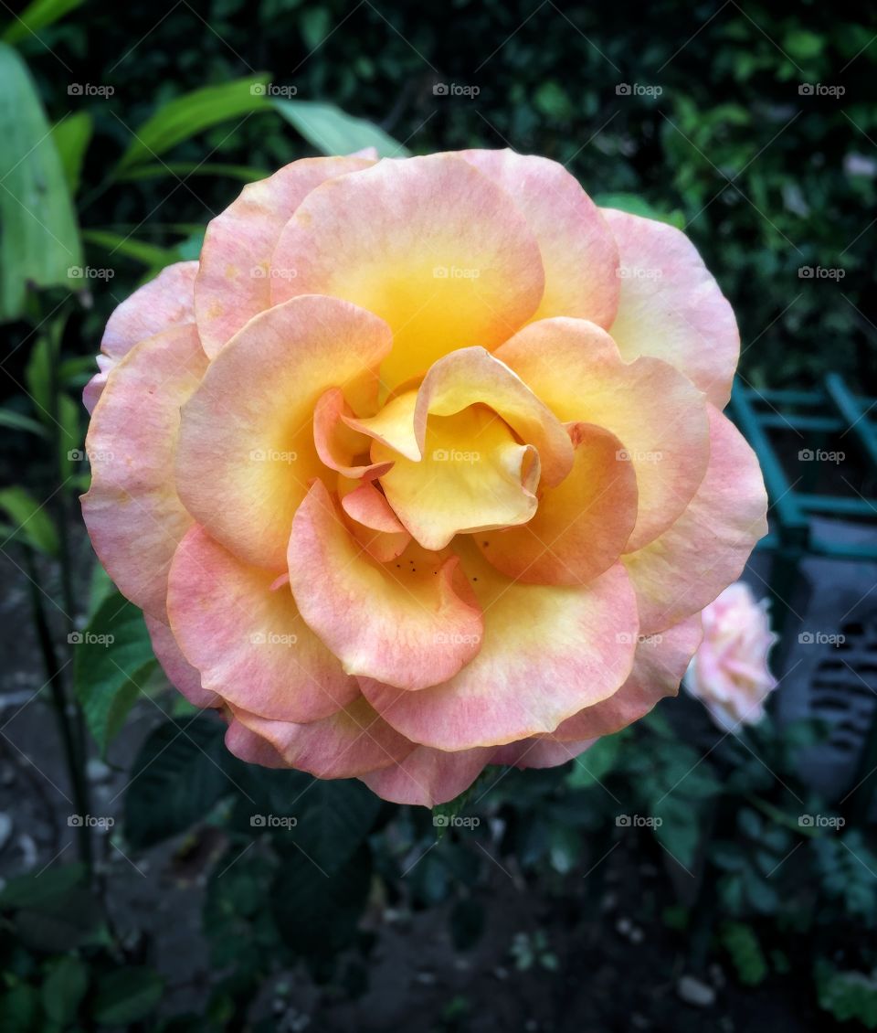 Beauty of nature.
orange flower at the garden
nature at it's best