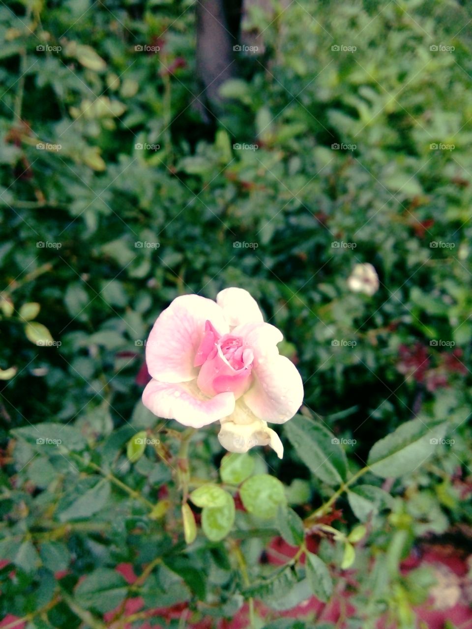 Flower photo,Beautiful photo of beautiful flower,Indian species of flower,Best flower photo for you,Memorable picture of flower,Flower photo photo for message,Flower photo for everyone,Flower message,A nice picture for you  For Indian Flowers