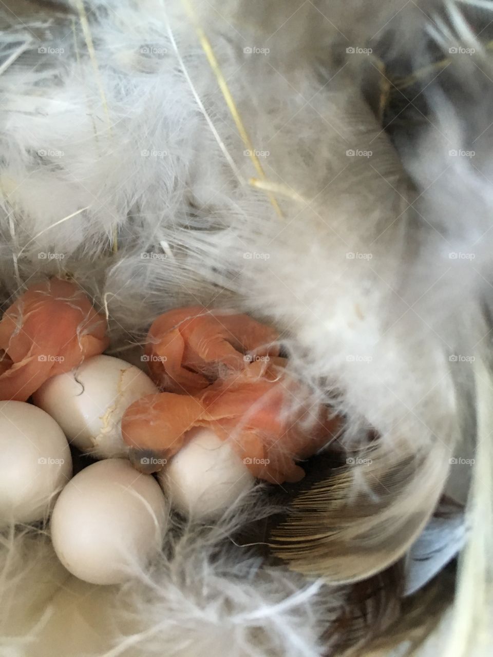 Easter, Feather, Bird, Nature, Chicken