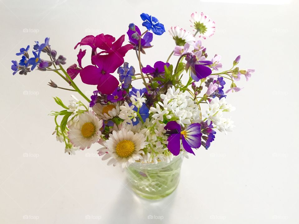 Wild flowers. Assorted wild flowers from the Norwegian flora