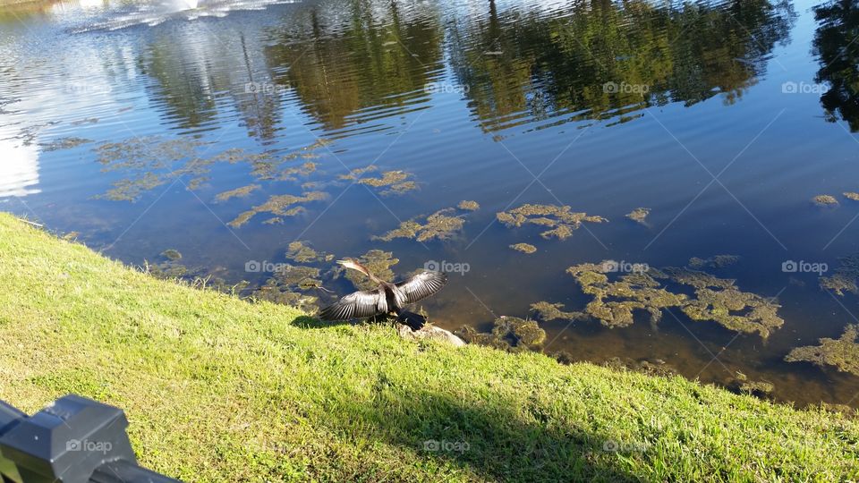 blue crane preparing to flight over pond.