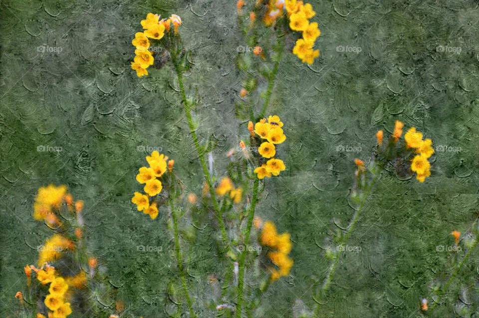 Close up of Yellow wildflowers growing in an open field
