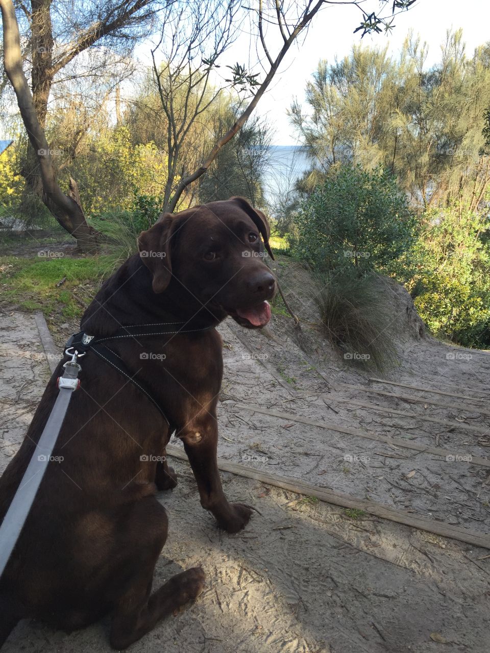 Fletch enjoying his afternoon walk