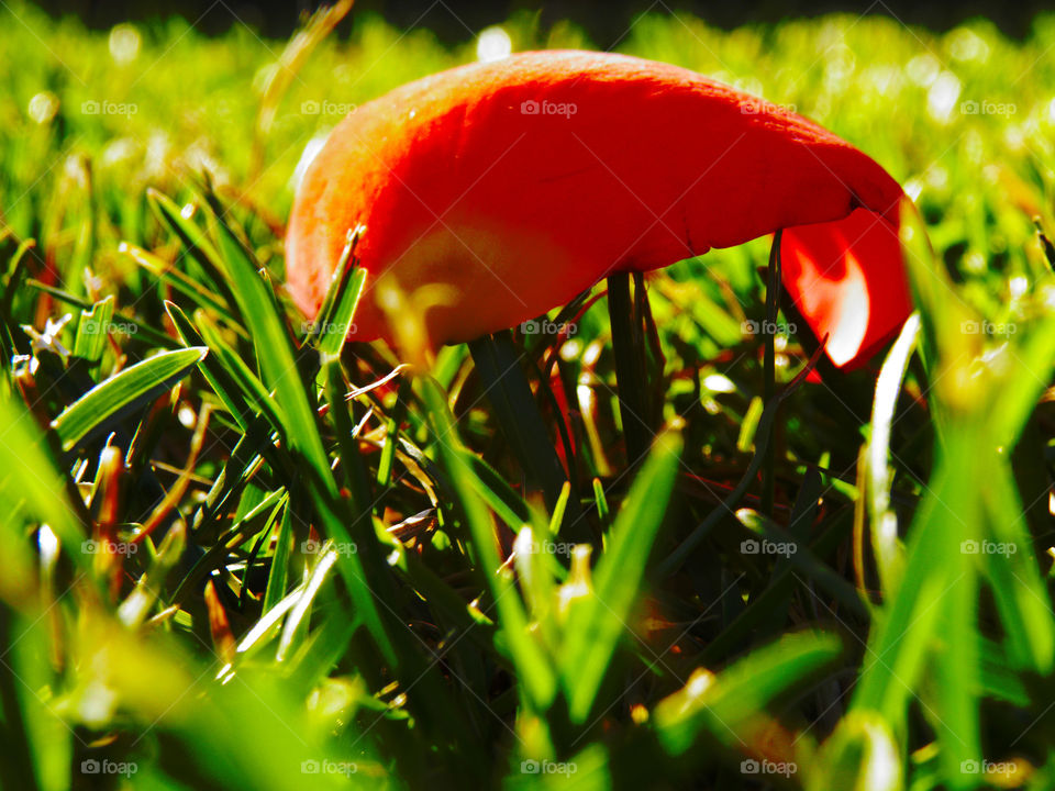 Warm-colored petal perched on the grass of a garden in summer and iluminated by a hot sun.