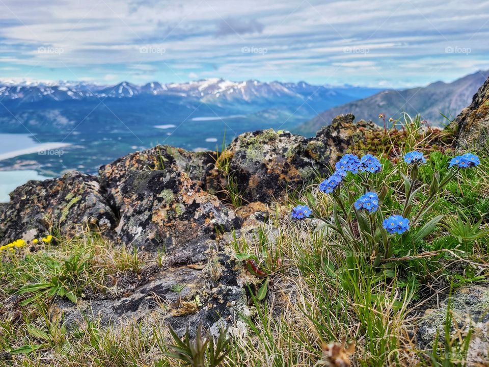 Blue flowers overlooking distant summits
