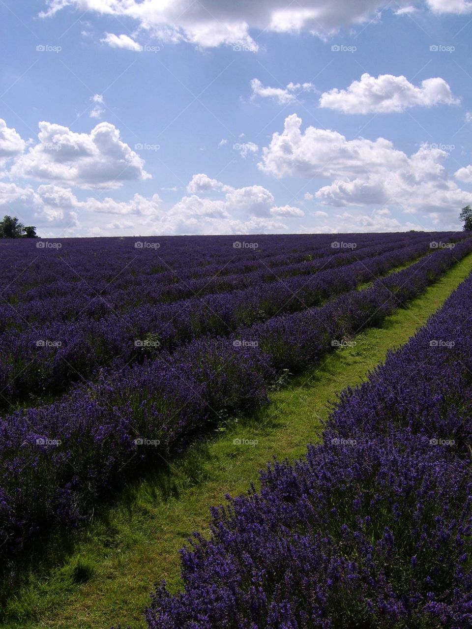 Lavender fields