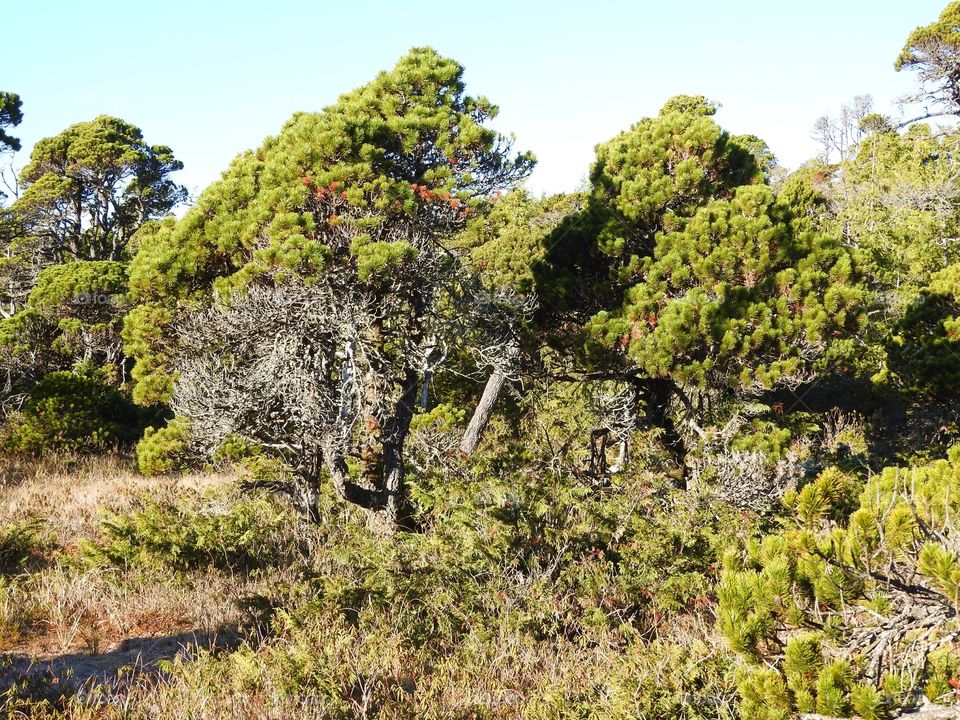 Trees Vancouver Island
