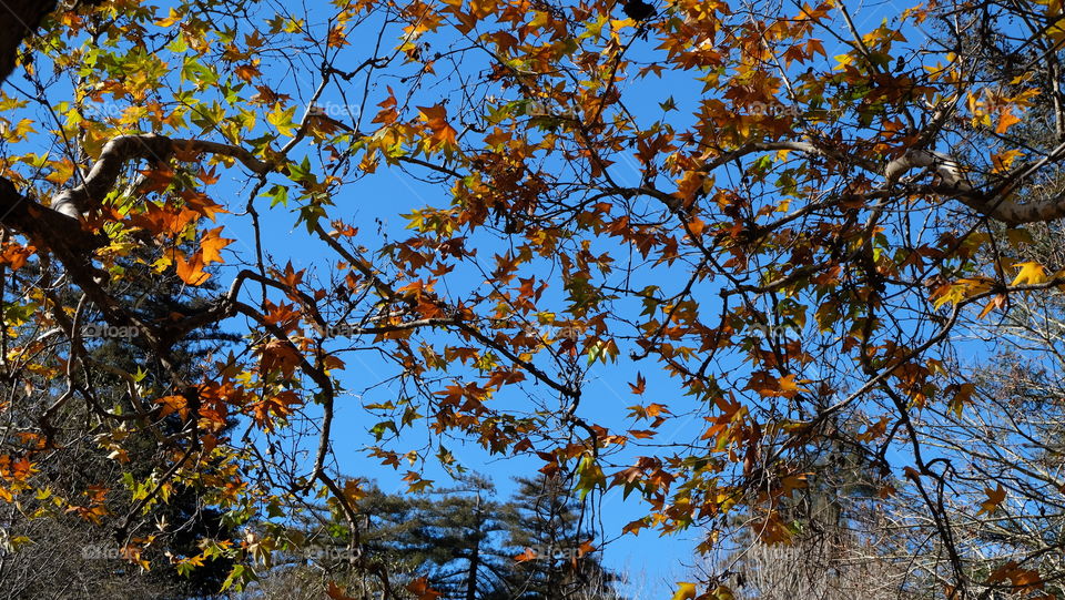 Changing of colors during autumn