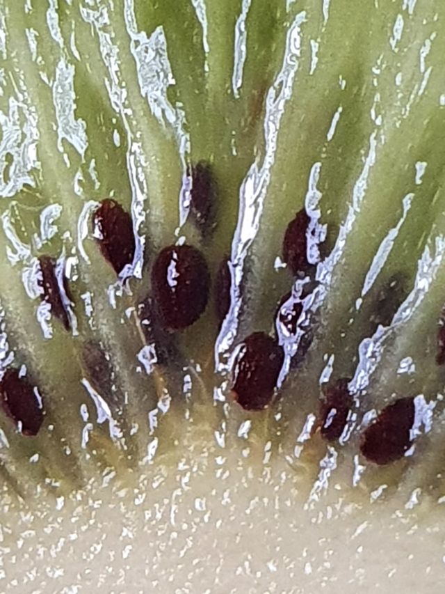 Kiwi Kiwi kiwi