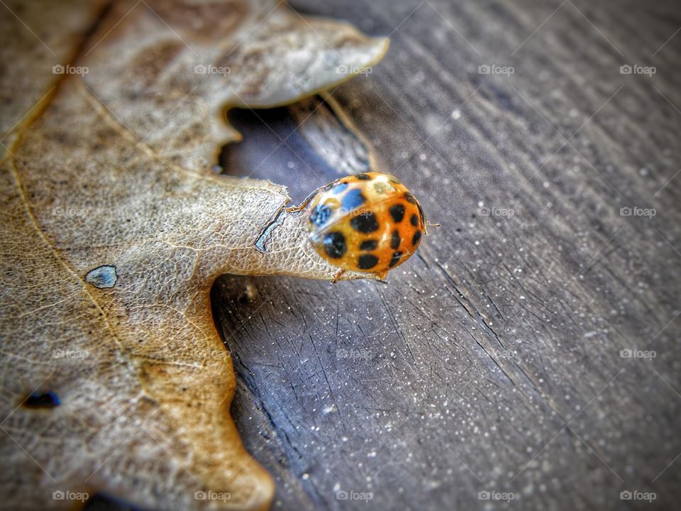 Coccinella gialla