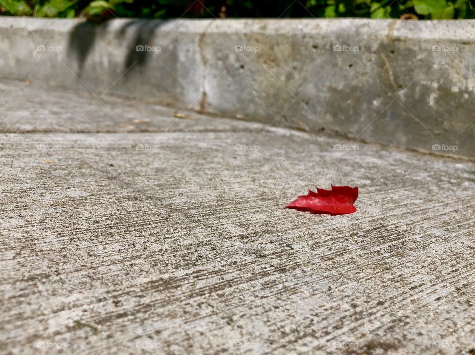 A lonely red leaf left over after the long winter a strong survivor reminding us of the vibrant colors of fall.