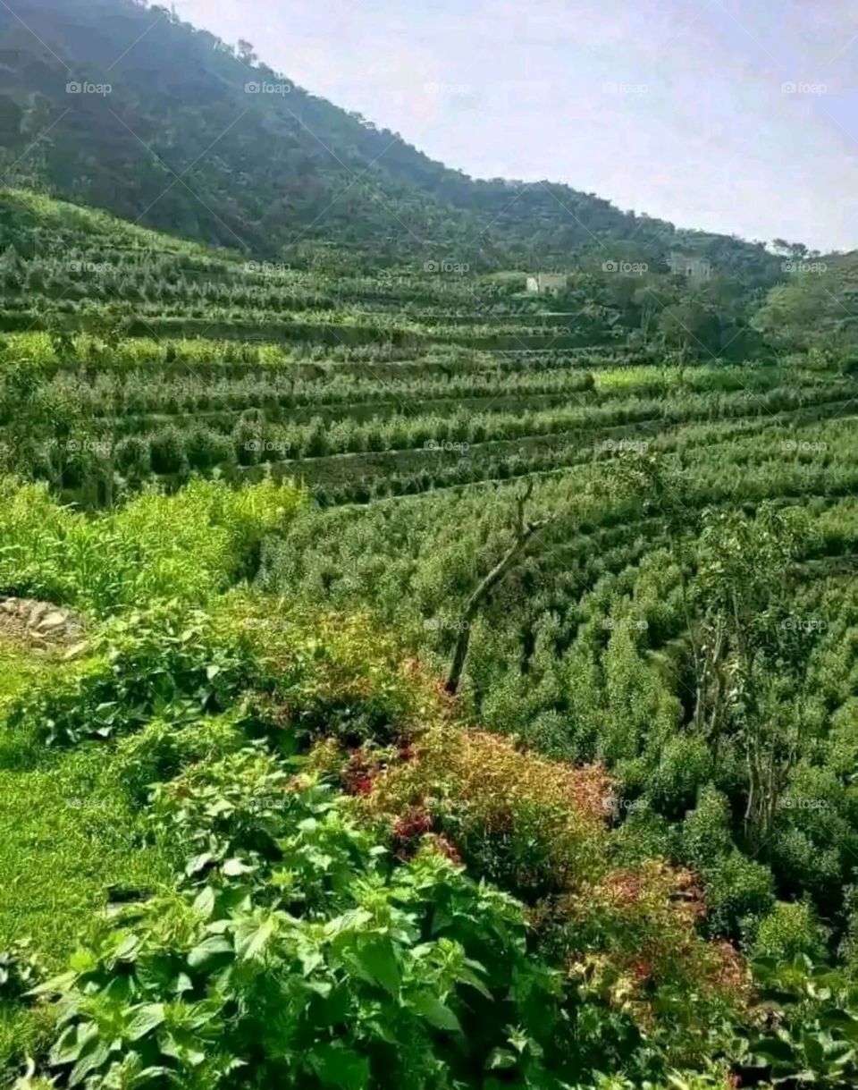 Glory be to God, the magnificent and picturesque view and the natural green trees are a view that is nothing more wonderful than it
