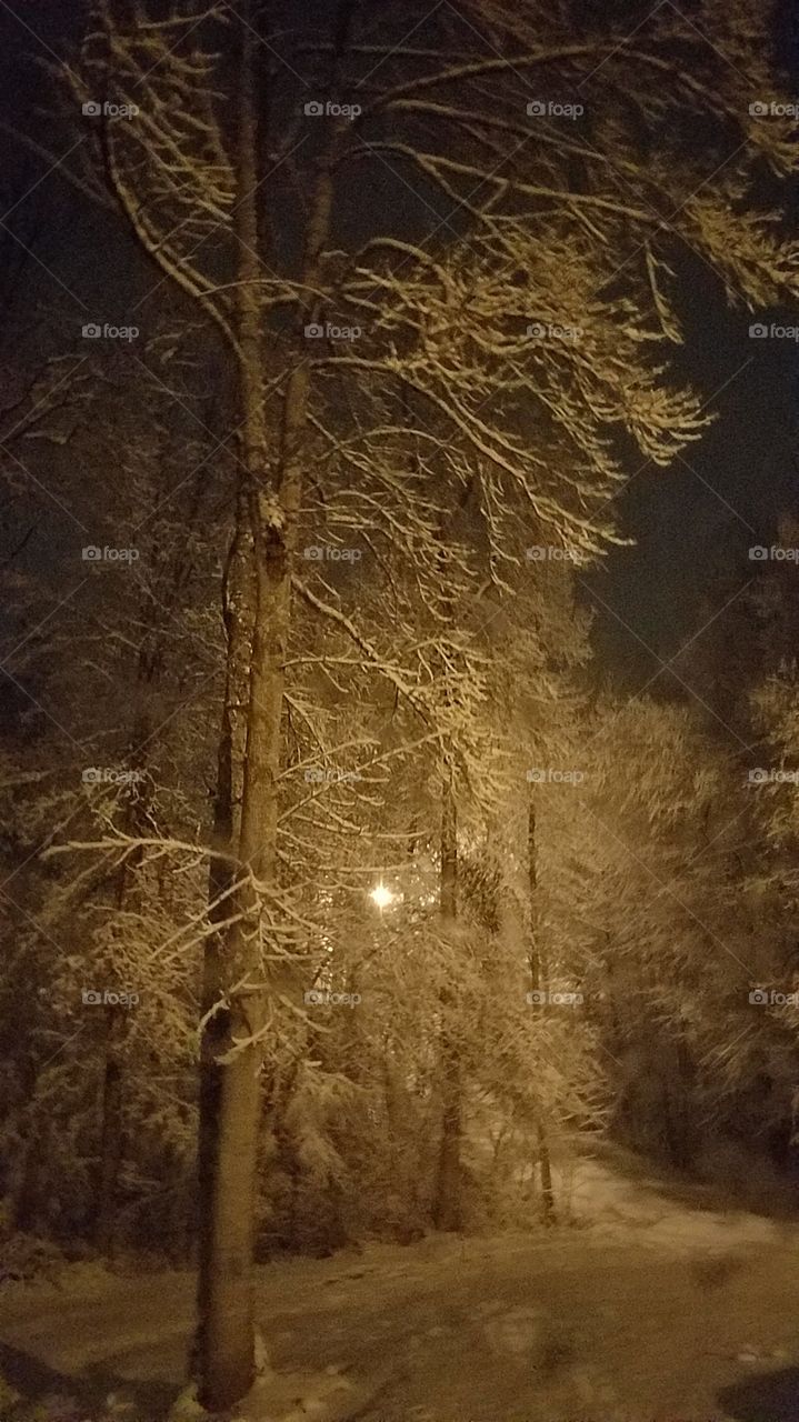 snowy trees in the dark