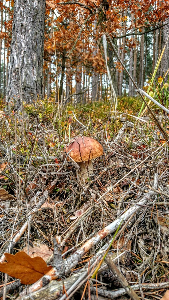 boletus