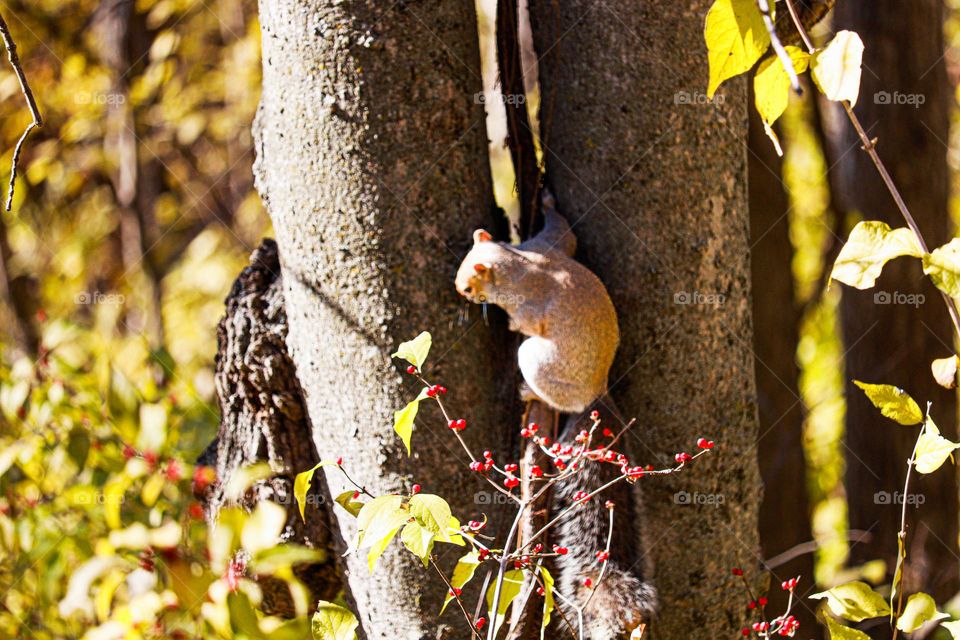 squirrel in a tree