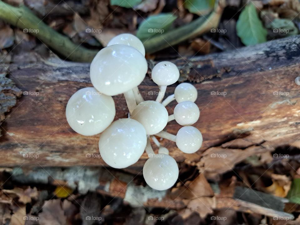 mushroom bubbles
