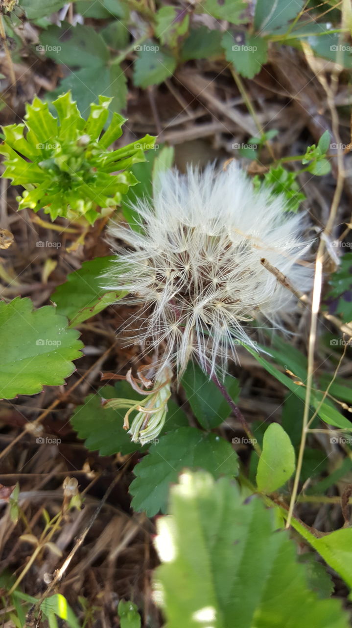 dandelion