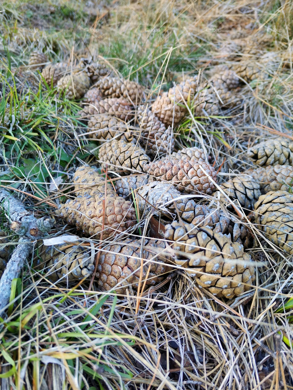 Pinecones