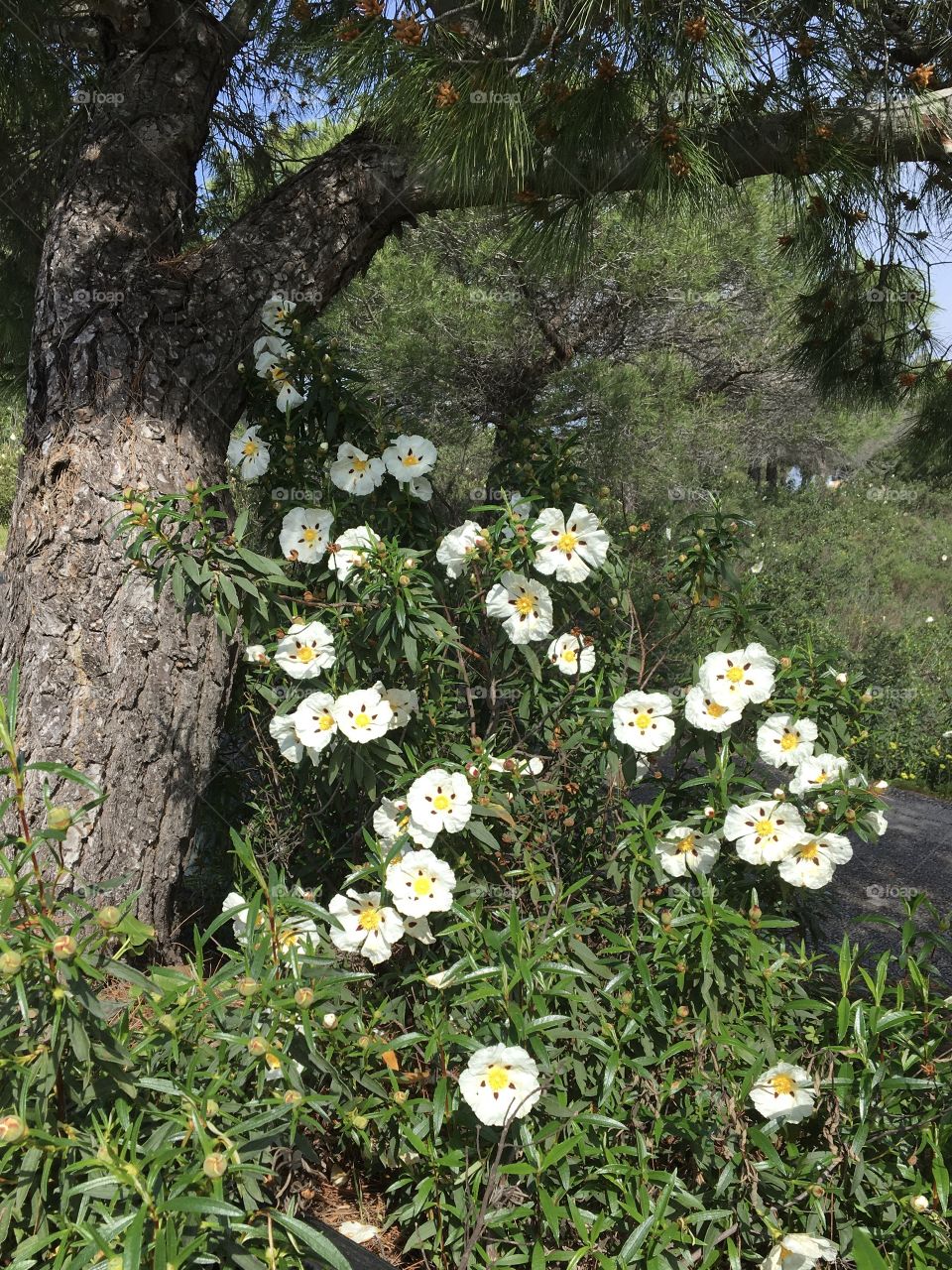 Cistea blooming under pines