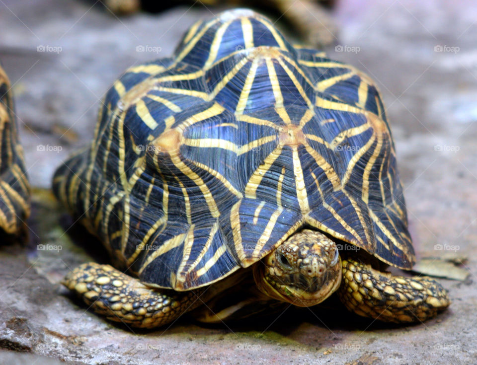 green yellow star reptile by kshapley