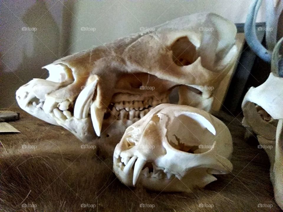 Animal skulls on display