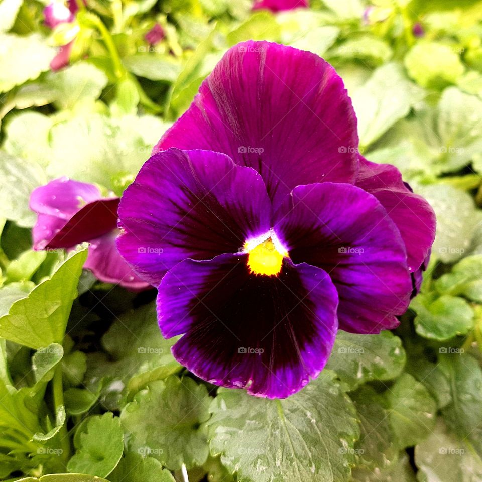 PANSY. The garden flower.
