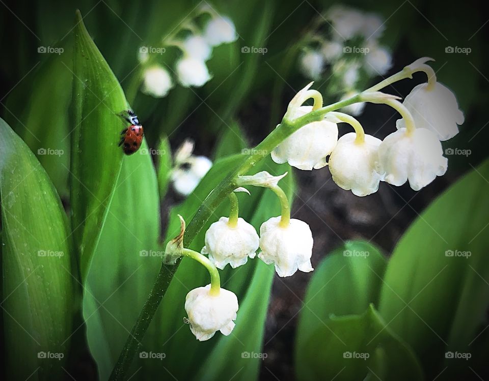 Lady bug and lily of the valley 