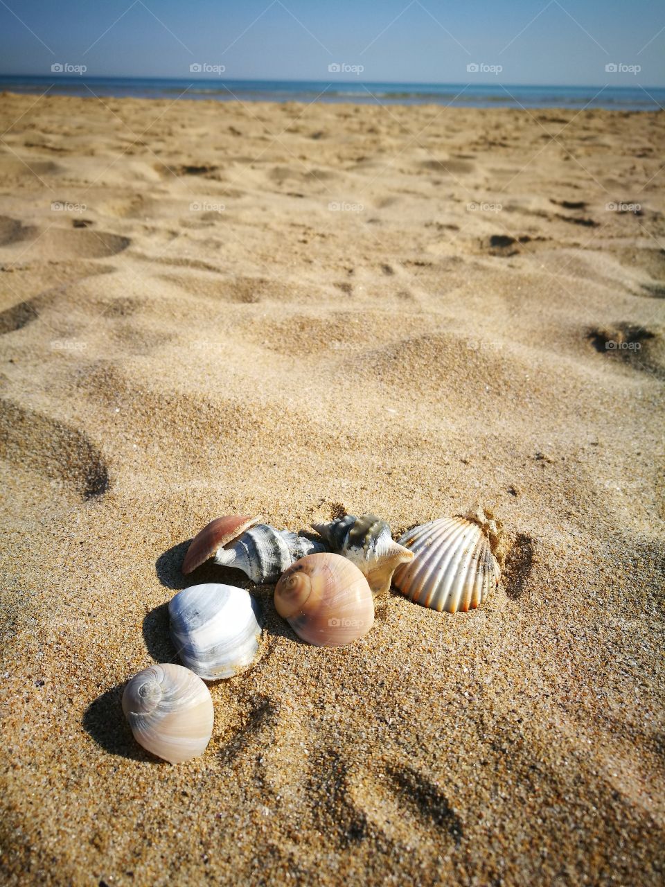 sea shells