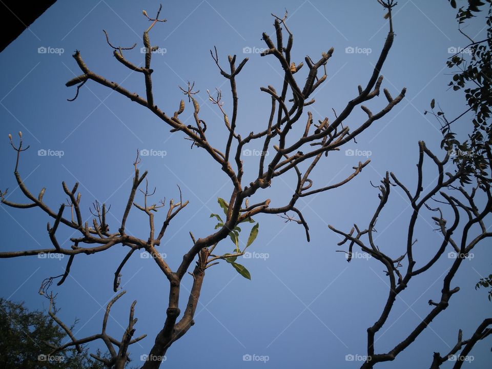 A dry tree in the autumn season.