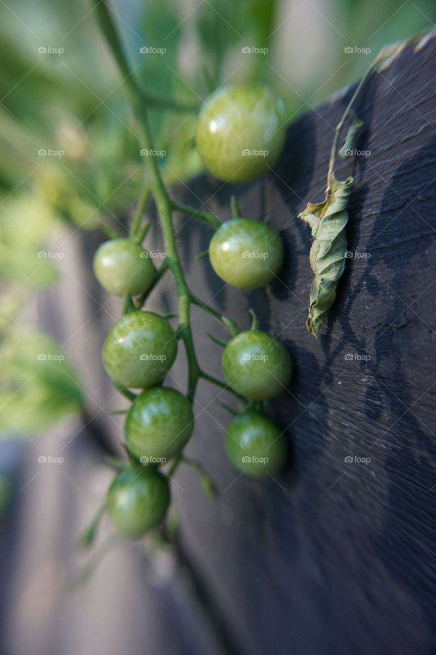 Baby tomatoes on the vine.