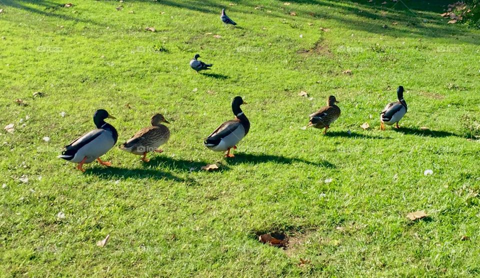 Ducks, Almada