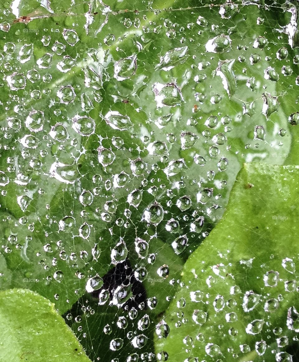 Spiderweb raindrops 4