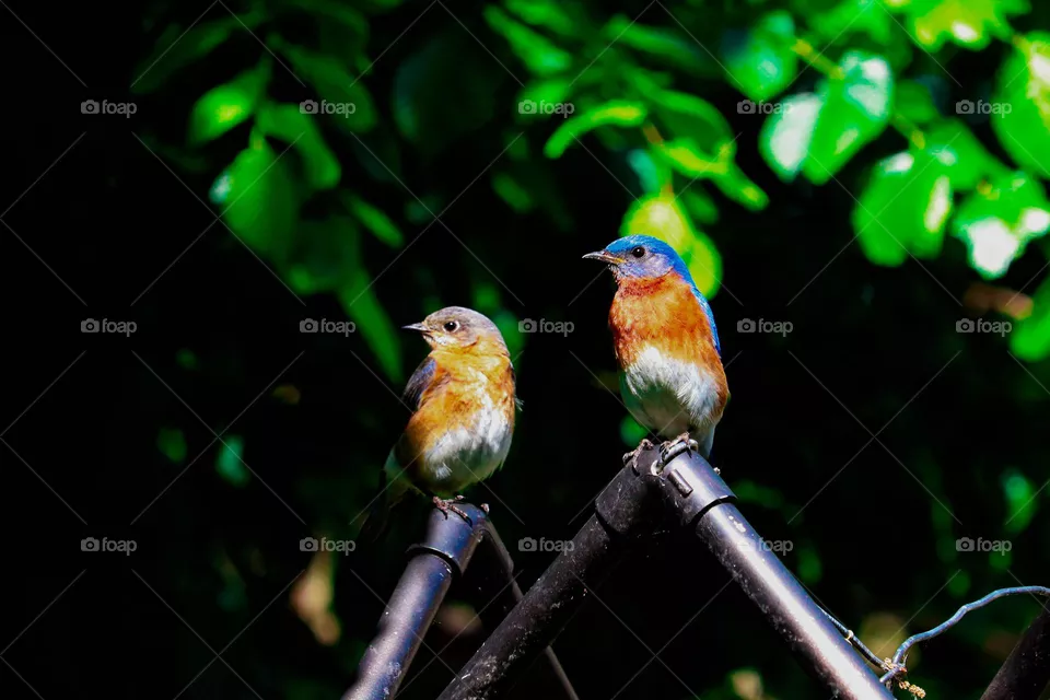 two beautiful blue birds on a fence