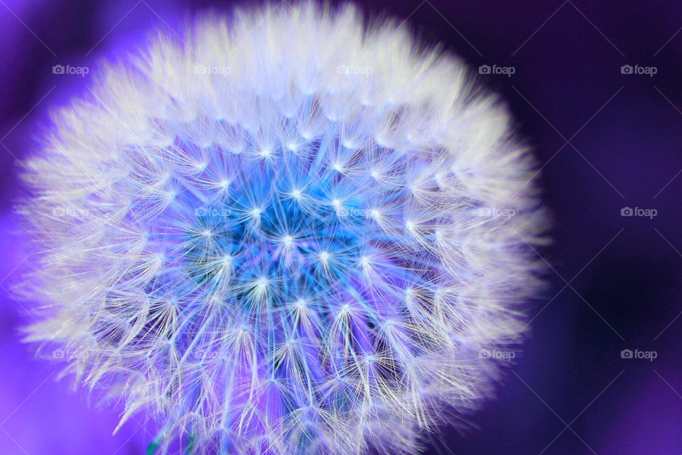 Dandelion in seed