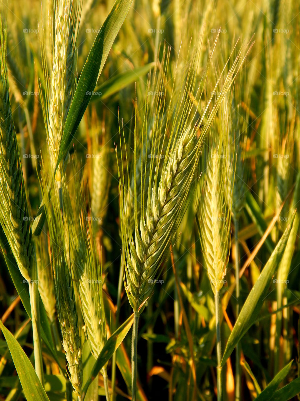 Growing wheat in the field