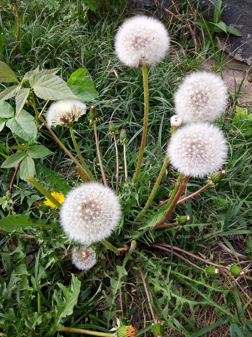 одуванчики.флора.цветы.