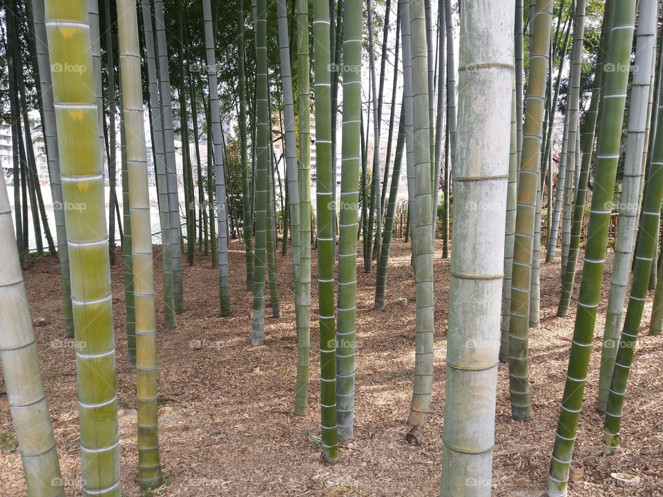 Bamboo