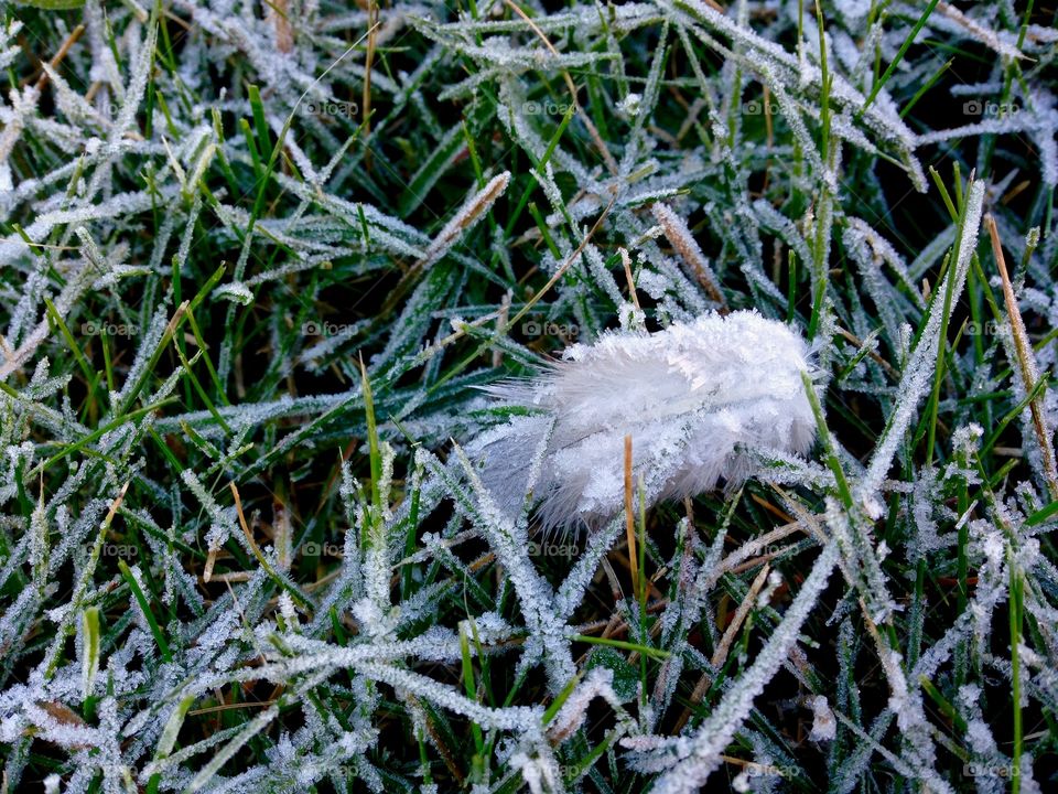 Winter is coming. First frost and snow on the land 